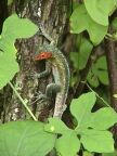 540 Red-faced Lizard.JPG (84 KB)